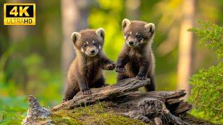 BABY ANIMALS - Harmony Of The Habitat | 8K Wildlife Paired with Pure Sound, Relaxing Music