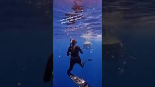Shark Chasing Me! #ocean #shark #sharkdiver #tigershark #deepwater : mermaid.kayleigh