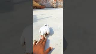 kabootar baby growth day by day
