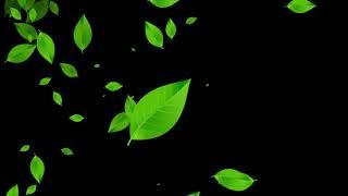 Leaf Particles Backgrounds, Leaves Falling Animation, Free HD Leaves Overlay Effects