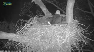 4/6/17..Dale Hollow Eagle Cam~ Early Owl Visits and A Squirrel