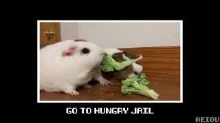 Guinea pig goes to hungry jail