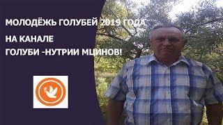 МОЛОДЁЖЬ ГОЛУБЕЙ 2019 ГОДА- НА КАНАЛЕ ГОЛУБИ -НУТРИИ МАЦИНОВ!