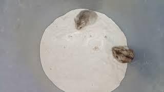 Proses nyomblangin hamster winter white ️