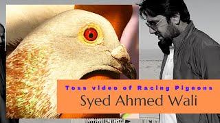 Syed Ahmed Wali Toss Video From 30gps | Pigeons Race | Racing Pigeons | Pets Valley