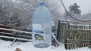 Взял пластиковую бутылку и сделал своими руками самоделку. Получилась кормушка для птиц