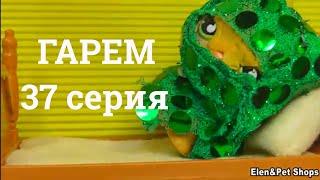 LPS: Гарем 37 серия