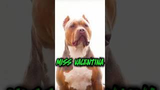 MISS VALENTINA PRETTY FEMALE AMERICAN BULLY #beautifuldog #prettydog