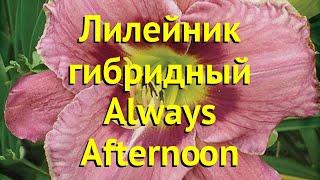 Лилейник гибридный Олвейс Афтернун. Краткий обзор, описание hemerocallis Always Afternoon