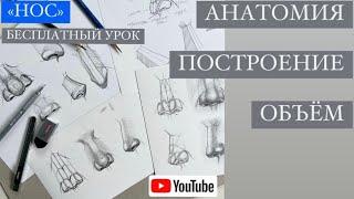 Как нарисовать нос карандашом? Анатомия, построение, объём носа в рисунке. Пошаговый урок.