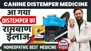 Canine Distemper Treatment  In Dogs | Symptoms |  At Home Homeopathic Treatment