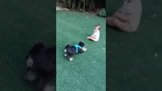 Playful schnauzer