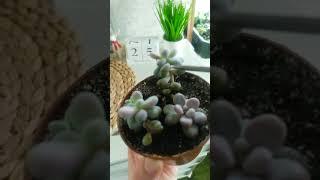 как укоренить срезы суккулентов? Суккуленты из срезов #суккуленты #succulents #эхеверия #суккулент