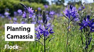 Planting CAMASSIA—Underutilized Bulbs — Ep. 279