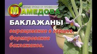 БАКЛАЖАНЫ - выращивание в горшке . Формирование баклажанов.