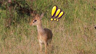 Dik Dik alarm calls after seeing a nearby leopard