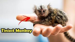 Meet the Pygmy Marmoset : Earth's Smallest Primate!