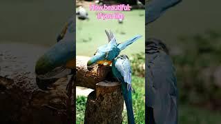 How beautiful,