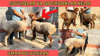 MANA SIZGA ZOTGA QOCHQORLAR VA ARASHAN SOVLIQLAR UMAR POLVONDAN