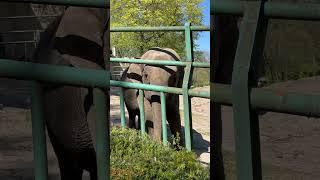 Zoo elephants