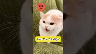  2 bé mèo chiến tranh lạnh, Sen “bối rối”! #emthocreview #shorts #trend #viral #hàihước #giảitrí