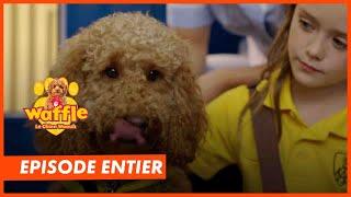 Waffle - Episode intégral S2 " Waffle à l'école" - CANAL+kids