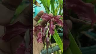 oncidium #plants #orchid #flowers #orchidplant #orchidboutique@geethasanil9912