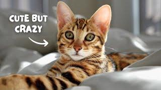 Watch this BEFORE you get a BENGAL CAT | Bengal 101