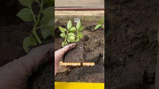 Всего лишь одно отличие от посадки помидор! Пересадка перца!
