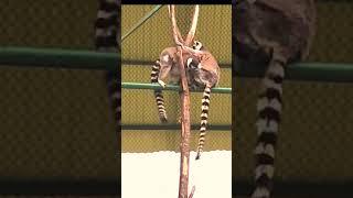 Lemur in Bangladesh