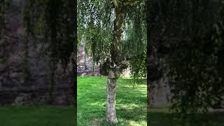 Weeping birch - trunk & lower canopy - August 2021