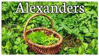 Alexanders identification (Smyrnium olusatrum)