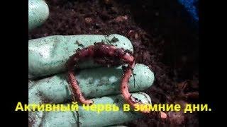 Активность червя в зимние дни.