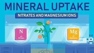 Plant Nutrition: Mineral Absorption | Part 3