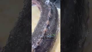 Fresh Catch: Wild Sturgeon Delivery Unboxed #sturgeon #food