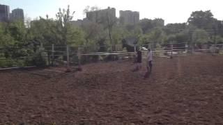 Конхарт (Харольд - Княгиня) 2011 шпринт
