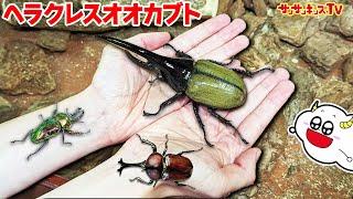 【昆虫】ヘラクレスオオカブトムシや虹色のクワガタがボロボロ獲れる場所！？ふれあいの森でレアな虫を大量捕獲！虫とり・おでかけ・生き物・子供向け知育教育サンサンキッズTV