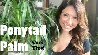 Ponytail Palm Care Tips | An Easy, No-Fuss Houseplant!