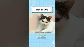 还记得那只歪嘴坏笑的小猫吗？