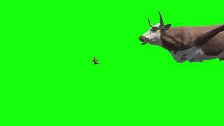 Free Cows Flying Green Screen Animation Pack