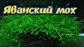 ЯВАНСКИЙ МОХ В АКВАРИУМЕ! ПОСАДКА, ВЫРАЩИВАНИЕ, РАЗВЕДЕНИЕ, КАК ПРИКРЕПИТЬ НА КОРЯГЕ!