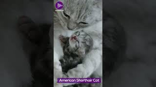 American Shorthair - The Classic, Adaptable, and Low-Maintenance Cat Breed  