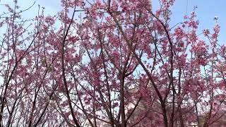 Cherry blossom  located at tung chung