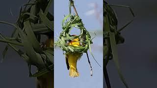 Village Weaver Birds: Africa's Most Beautiful Bird:The Art of Weaving #shorts #birds #africa #reels