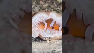 Clownfish #foryou #funny #animals #clownfish #shorts #youtubeshorts