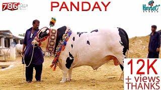 Panday I Cross Breed I 786 Cattle Farm I MA SHA ALLAH I Must Check I New Beauty I Parrot Studio