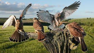 Kestrel Dad Raises Chicks Alone After Mum Disappears | Full Story | Mr & Mrs Kes | Robert E Fuller