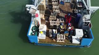 Uitzetactie ARK Rewilding Nederland: vijf miljoen jonge oesters in de Noordzee