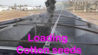 Loading Cotton seed in a hopper