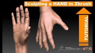 Hand Sculpting in Zbrush (Full Tutorial!)